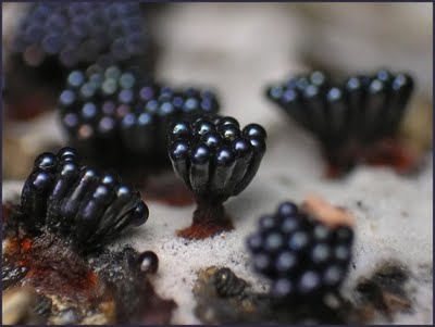 Black fruiting bodies. Brought to you by Amazing facts